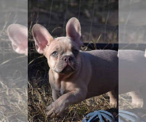 French Bulldog Puppy for sale in PERRYVILLE, MD, USA