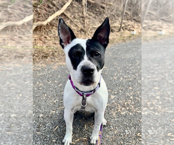 Medium Photo #32 Mutt Puppy For Sale in Gloversville, NY, USA