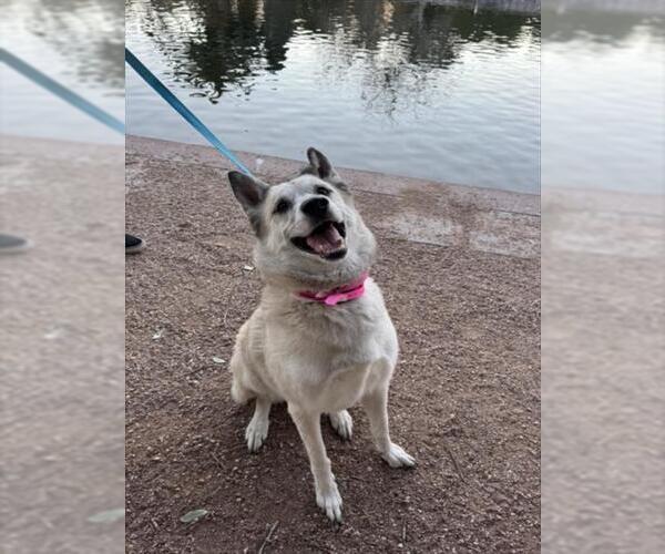 Medium Photo #1 Anatolian Shepherd-Unknown Mix Puppy For Sale in Las Vegas, NV, USA