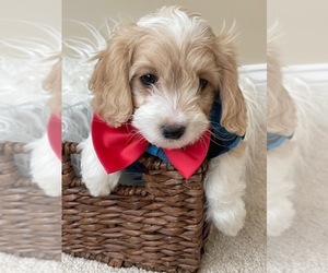 Cockapoo Puppy for Sale in WEST ORANGE, New Jersey USA