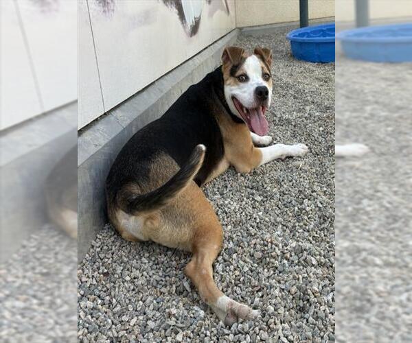 Medium Photo #3 Mutt Puppy For Sale in Rancho Cucamonga, CA, USA