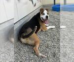 Small #2 Mutt