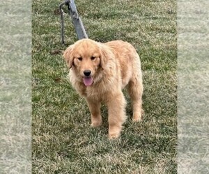 Golden Retriever Puppy for sale in FREDERICKSBURG, OH, USA