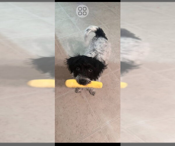 Medium Photo #1 Shih Tzu-Unknown Mix Puppy For Sale in Rocky Mount, NC, USA