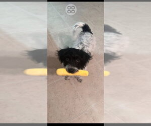 Shih Tzu-Unknown Mix Dogs for adoption in Rocky Mount, NC, USA