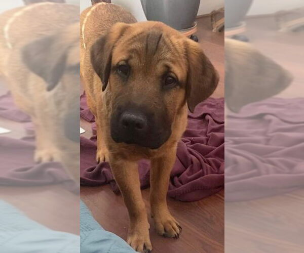 Medium Photo #10 Mastador Puppy For Sale in Chester, NJ, USA