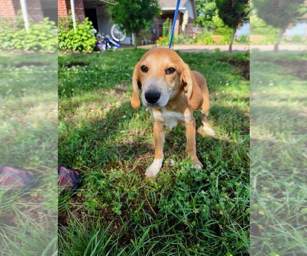 Medium Photo #4 Labrador Retriever-Unknown Mix Puppy For Sale in Wakefield, RI, USA