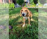Small #3 Labrador Retriever Mix