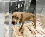 Small #2 American Staffordshire Terrier Mix