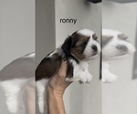 Small #2 Shorkie Tzu