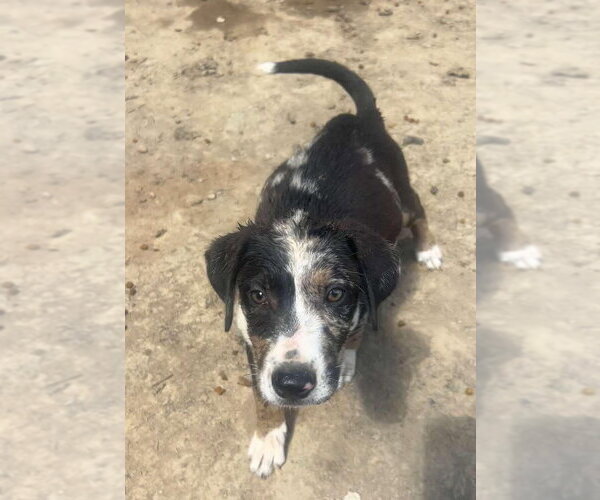 Medium Photo #1 Australian Shepherd-Unknown Mix Puppy For Sale in Aurora, IN, USA