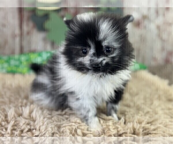 Medium Photo #5 Pomeranian Puppy For Sale in MIAMI, FL, USA