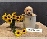 Small Photo #1 Golden Retriever Puppy For Sale in SAINT THOMAS, PA, USA