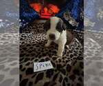 Puppy Spike Saint Bernard