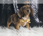 Puppy Spottie ACA Dachshund