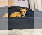 Small #1 Chiweenie