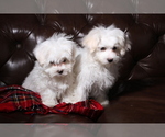 Small Photo #1 Maltese Puppy For Sale in WOODSTOCK, CT, USA