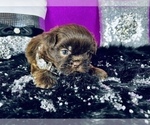 Small Photo #29 Shih Tzu Puppy For Sale in HAYWARD, CA, USA