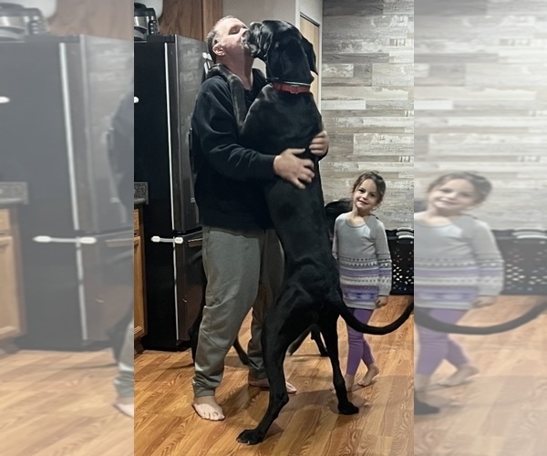Medium Photo #1 Great Dane Puppy For Sale in MAYSVILLE, KY, USA
