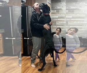 Father of the Great Dane puppies born on 09/14/2026