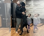 Small Photo #1 Great Dane Puppy For Sale in MAYSVILLE, KY, USA