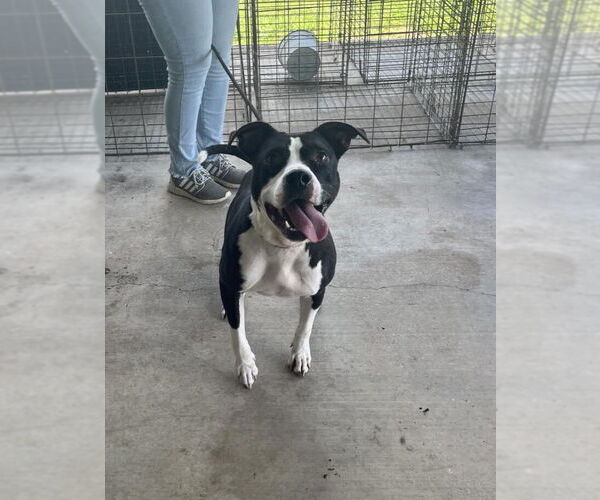 Medium Photo #1 Mutt Puppy For Sale in Abbeville, LA, USA