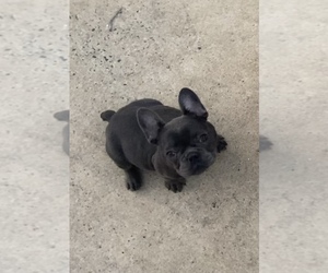 French Bulldog Puppy for sale in STANLEY, NC, USA