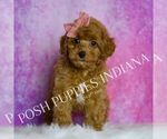 Puppy Meeka Poodle (Miniature)