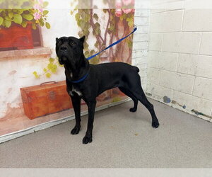 Mutt Dogs for adoption in San Bernardino, CA, USA