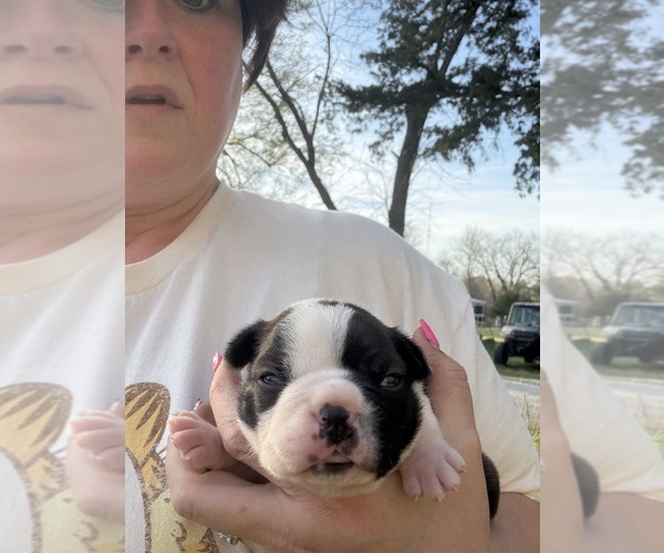 Medium Photo #7 Boston Terrier Puppy For Sale in FREDONIA, KS, USA