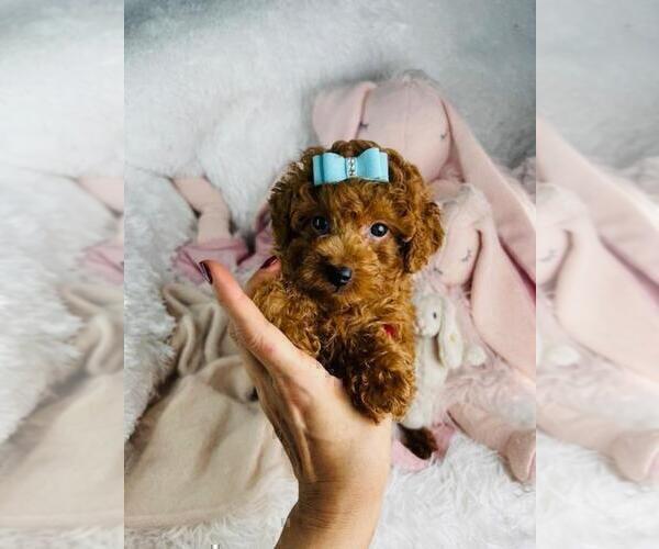 Medium Photo #18 Poodle (Toy) Puppy For Sale in DEAL, NJ, USA
