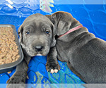 Small Photo #3 Great Dane Puppy For Sale in PINNACLE, NC, USA
