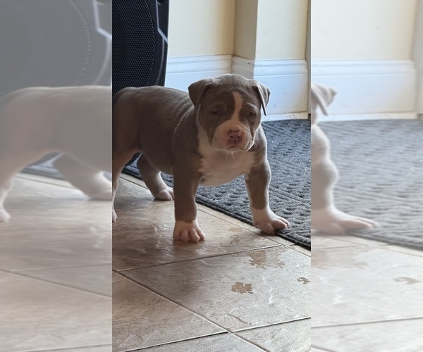 Medium Photo #5 American Bully Puppy For Sale in LANSDOWNE, PA, USA