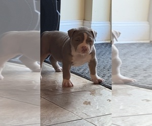 Medium American Bully