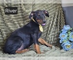 Small #1 Doberman Pinscher