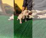Small Photo #4 American Bully Puppy For Sale in STKN, CA, USA