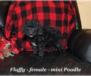 Poodle (Miniature) Puppy for sale in CLARKRANGE, TN, USA