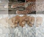 Small #5 English Cream Golden Retriever