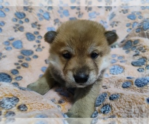 Shiba Inu Puppy for sale in CALUMET PARK, IL, USA