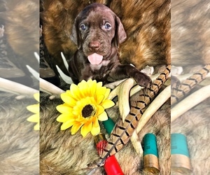 German Shorthaired Pointer Puppy for sale in BENTON, IL, USA