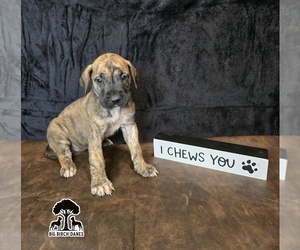 Medium Great Dane