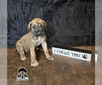 Puppy Puppy 5 Great Dane