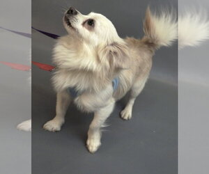 Alfredo - Male Paperanian Dog for Adoption - Photo #4