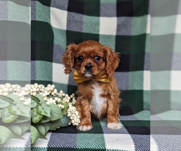 Medium Photo #3 Cavalier King Charles Spaniel Puppy For Sale in QUARRYVILLE, PA, USA
