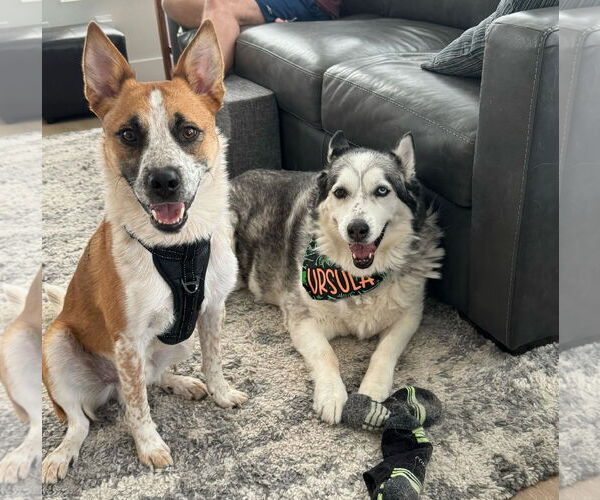 Medium Photo #3 Mutt Puppy For Sale in Sandy, UT, USA