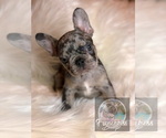 Small Photo #33 French Bulldog Puppy For Sale in BUCKS BAR, CA, USA