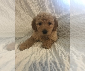 Goldendoodle (Miniature) Puppy for sale in TACOMA, WA, USA