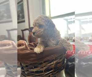 Poodle (Miniature) Puppy for Sale in MUSCATINE, Iowa USA