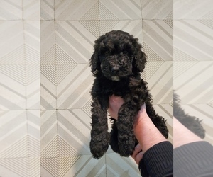 Goldendoodle Puppy for sale in PARKER, CO, USA