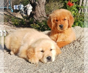Golden Retriever Puppy for Sale in BEVERLY HILLS, California USA
